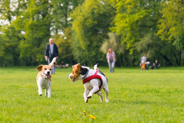 Dog Park at Terramont Park